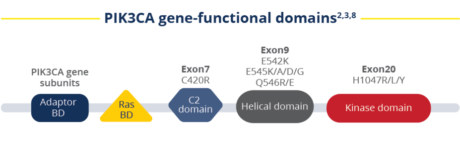 PIK3CA gene-functional domains