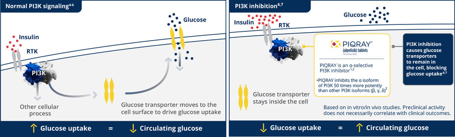 Glucose levels with normal PI3K signaling vs with PI3K inhibition
