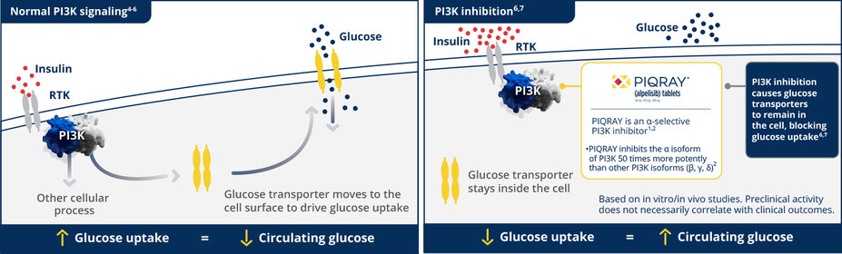 Glucose levels with normal PI3K signaling vs. with PI3K inhibition